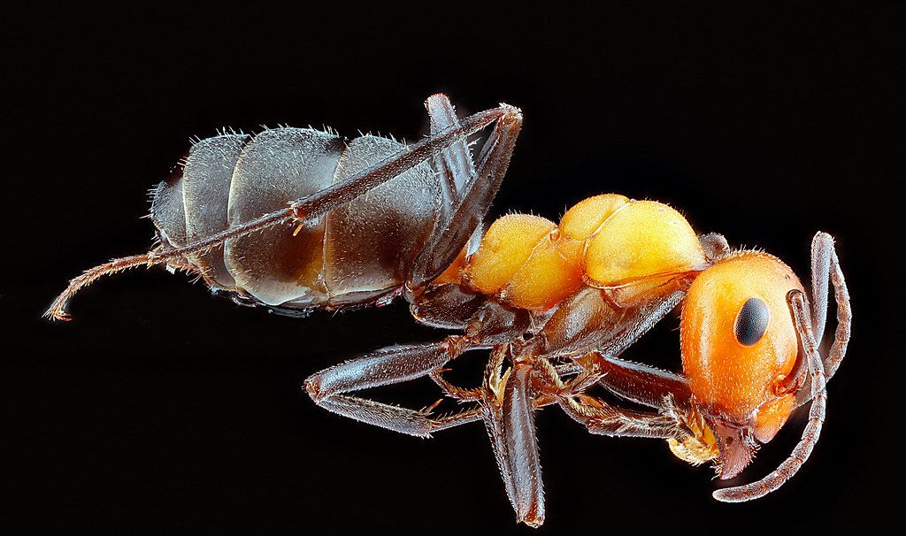 Ant Control service in Arlington, TX