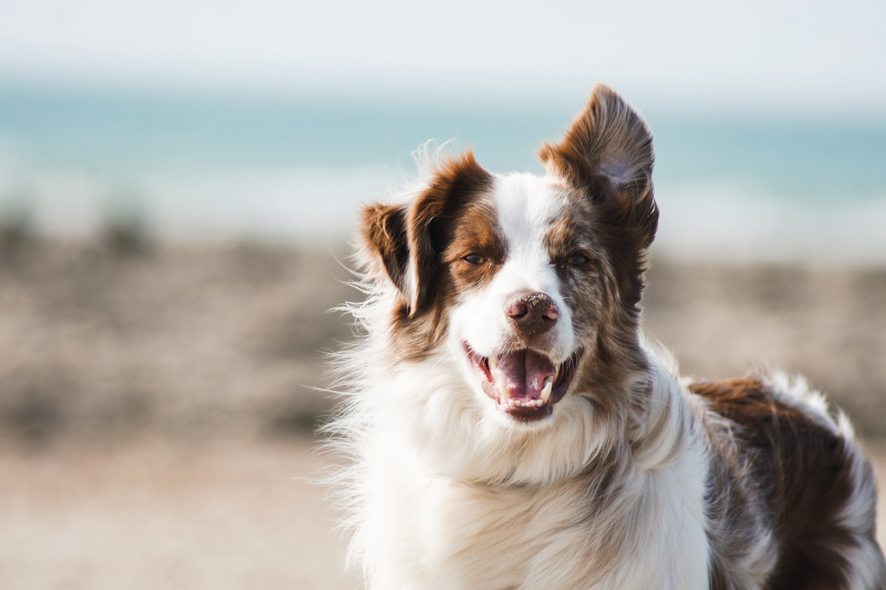 Flea & Tick Control service in Arlington, TX