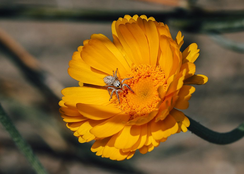 Spider Control service in Arlington, TX